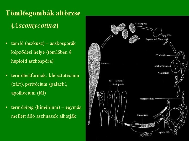 Tömlősgombák altörzse (Ascomycotina) • tömlő (aszkusz) – aszkospórák képződési helye (tömlőben 8 haploid aszkospóra)