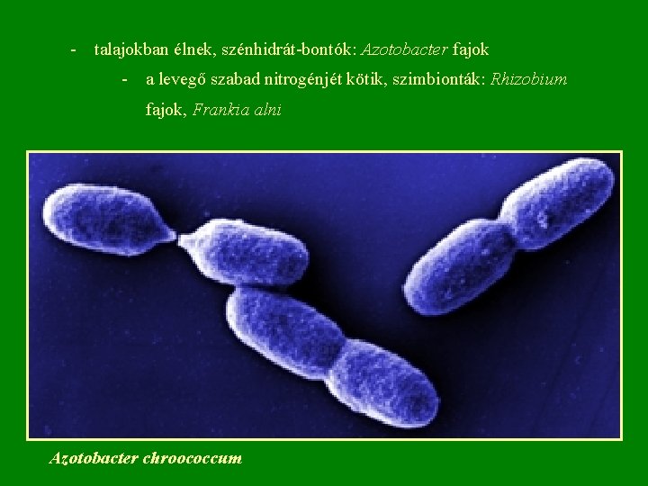 - talajokban élnek, szénhidrát-bontók: Azotobacter fajok - a levegő szabad nitrogénjét kötik, szimbionták: Rhizobium