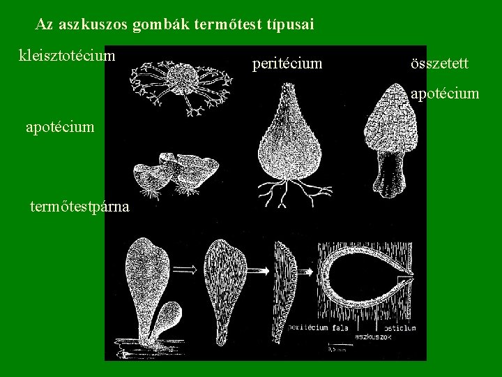 Az aszkuszos gombák termőtest típusai kleisztotécium peritécium összetett apotécium termőtestpárna 