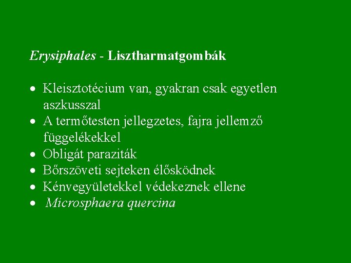  Erysiphales - Lisztharmatgombák · Kleisztotécium van, gyakran csak egyetlen aszkusszal · A termőtesten
