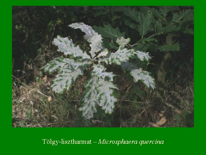 Tölgy-lisztharmat – Microsphaera quercina 