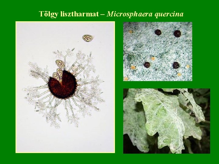 Tölgy lisztharmat – Microsphaera quercina 