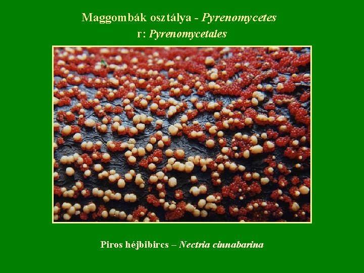 Maggombák osztálya - Pyrenomycetes r: Pyrenomycetales Piros héjbibircs – Nectria cinnabarina 