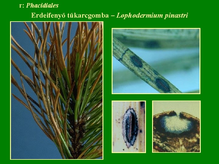 r: Phacidiales Erdeifenyő tűkarcgomba – Lophodermium pinastri 