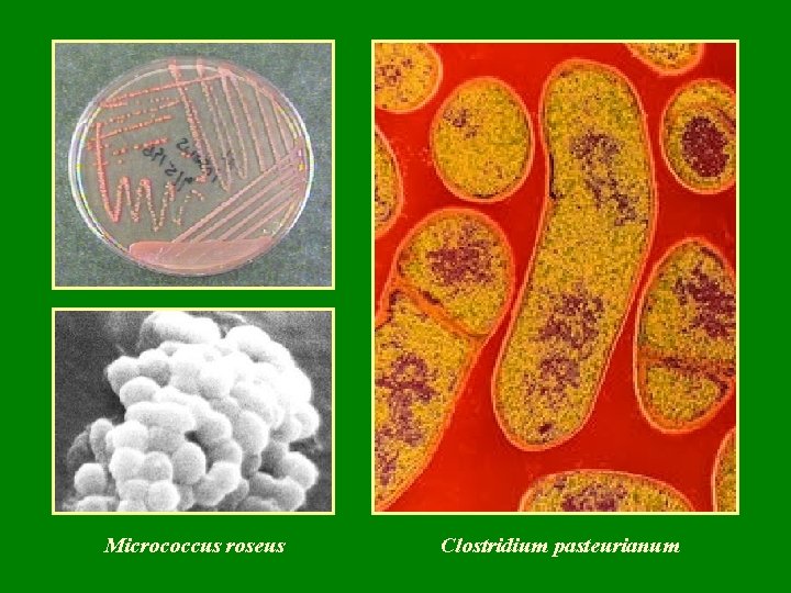 Micrococcus roseus Clostridium pasteurianum 