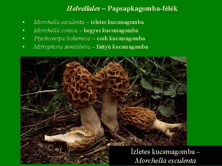 Helvellales – Papsapkagomba-félék • Morchella esculenta – ízletes kucsmagomba • Morchella conica – hegyes