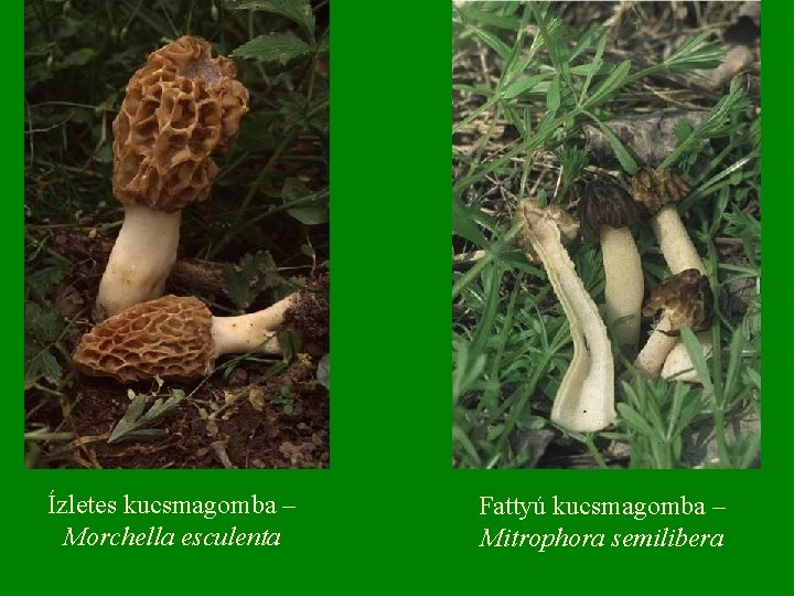 Ízletes kucsmagomba – Morchella esculenta Fattyú kucsmagomba – Mitrophora semilibera 