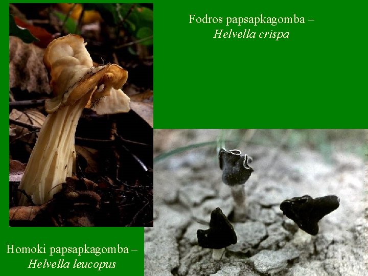 Fodros papsapkagomba – Helvella crispa Homoki papsapkagomba – Helvella leucopus 