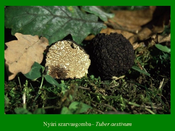 Nyári szarvasgomba– Tuber aestivum 