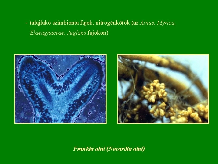 - talajlakó szimbionta fajok, nitrogénkötők (az Alnus, Myrica, Elaeagnaceae, Juglans fajokon) Frankia alni (Nocardia