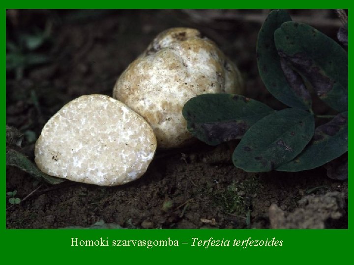 Homoki szarvasgomba – Terfezia terfezoides 