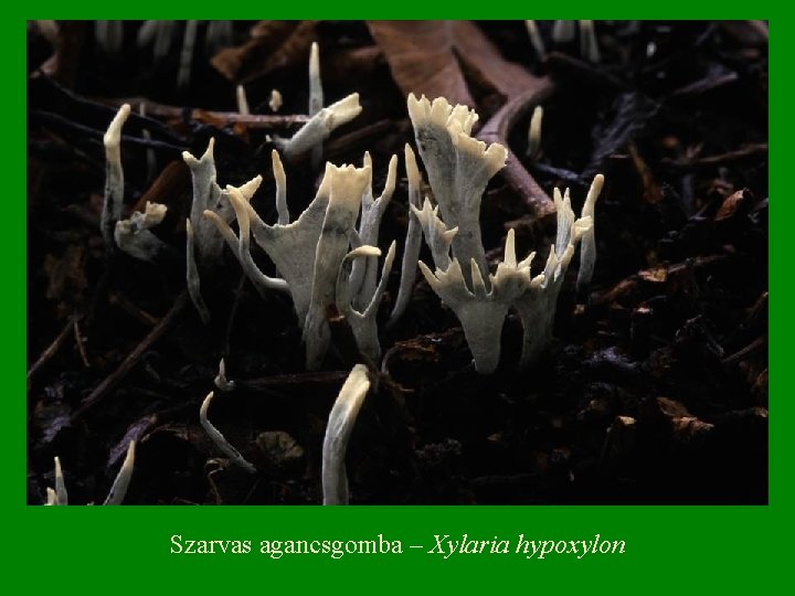 Szarvas agancsgomba – Xylaria hypoxylon 