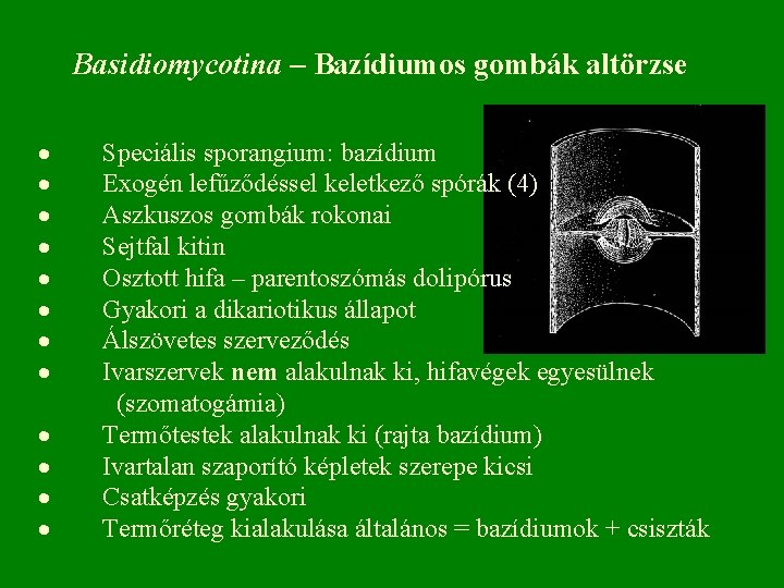 Basidiomycotina – Bazídiumos gombák altörzse · Speciális sporangium: bazídium · Exogén lefűződéssel keletkező spórák