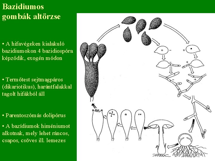 Bazidiumos gombák altörzse • A hifavégeken kialakuló bazidiumokon 4 bazidiospóra képződik, exogén módon •