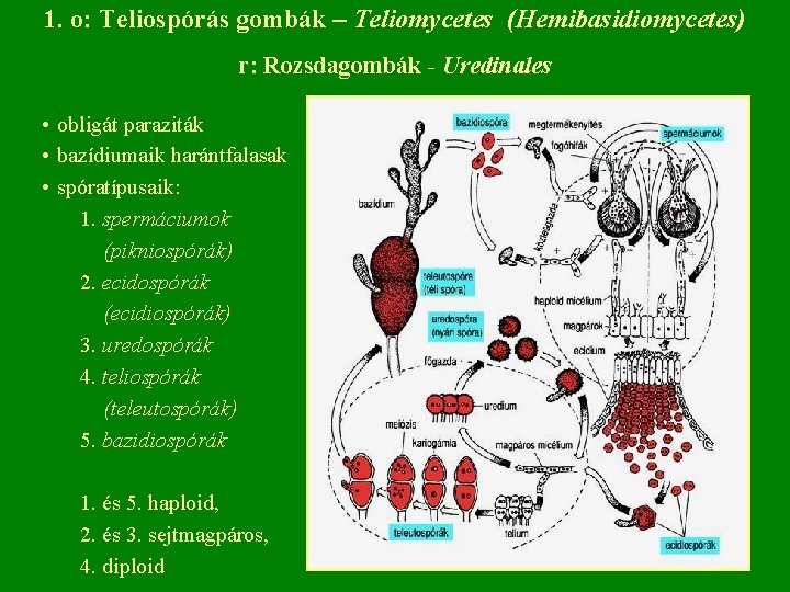 1. o: Teliospórás gombák – Teliomycetes (Hemibasidiomycetes) r: Rozsdagombák - Uredinales • obligát paraziták