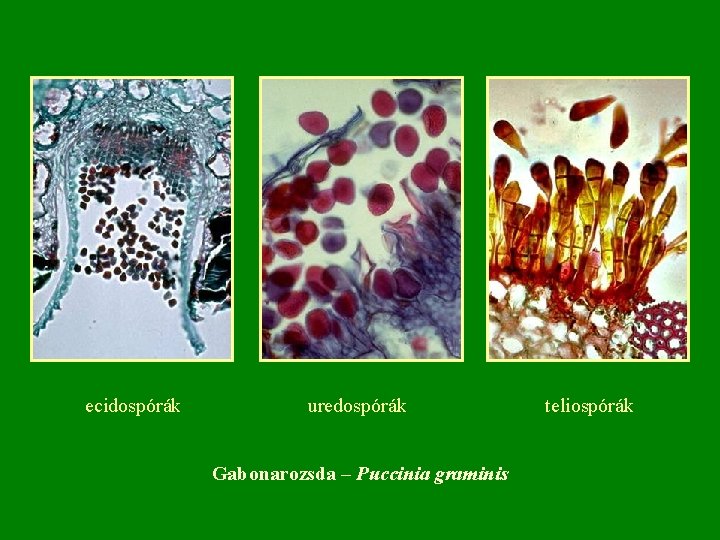 ecidospórák uredospórák Gabonarozsda – Puccinia graminis teliospórák 