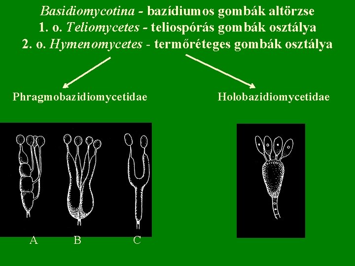 Basidiomycotina - bazídiumos gombák altörzse 1. o. Teliomycetes - teliospórás gombák osztálya 2. o.