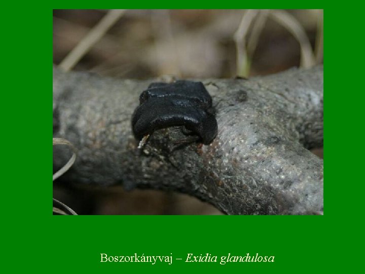 Boszorkányvaj – Exidia glandulosa 