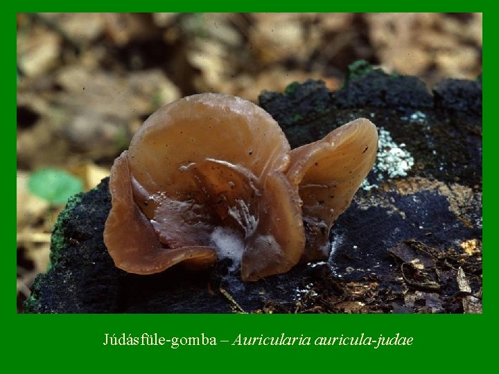 Júdásfüle-gomba – Auricularia auricula-judae 