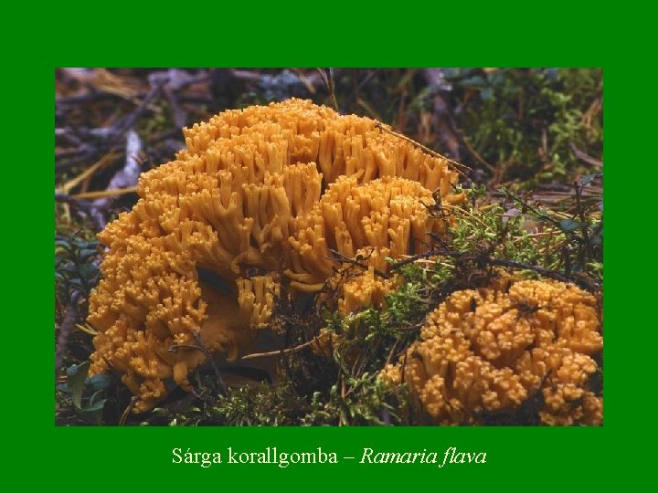 Sárga korallgomba – Ramaria flava 