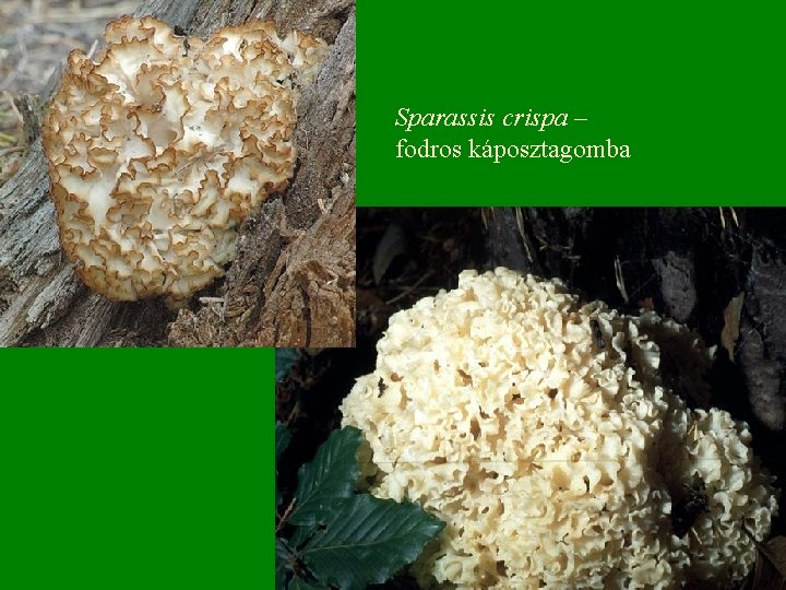 Sparassis crispa – fodros káposztagomba 