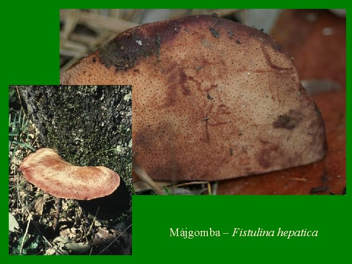 Májgomba – Fistulina hepatica 