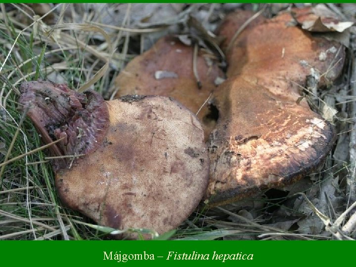 Májgomba – Fistulina hepatica 