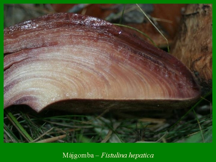 Májgomba – Fistulina hepatica 
