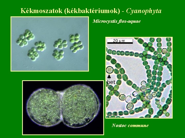 Kékmoszatok (kékbaktériumok) - Cyanophyta Microcystis flos-aquae Nostoc commune 