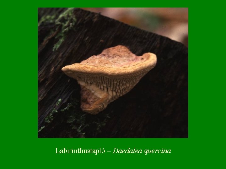 Labirinthustapló – Daedalea quercina 