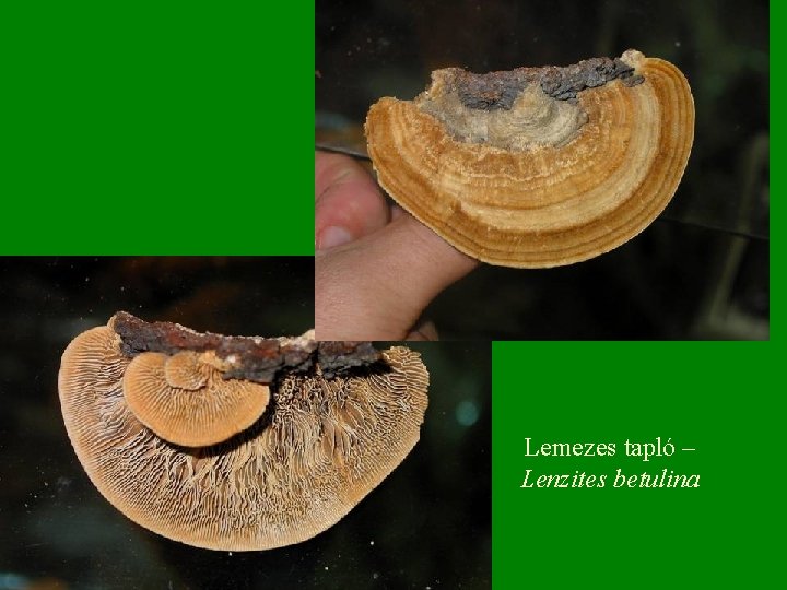 Lemezes tapló – Lenzites betulina 