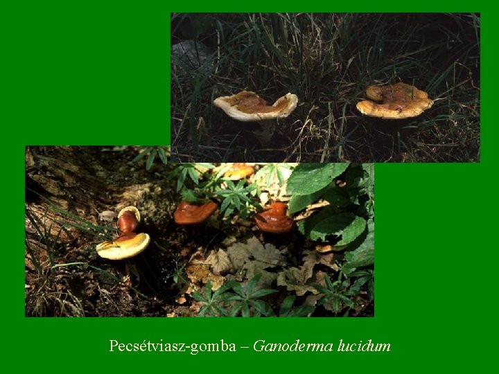 Pecsétviasz-gomba – Ganoderma lucidum 