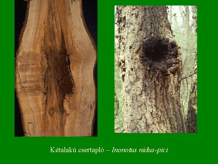 Kétalakú csertapló – Inonotus nidus-pici 