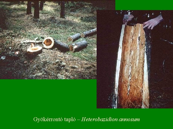 Gyökérrontó tapló – Heterobazidion annosum 