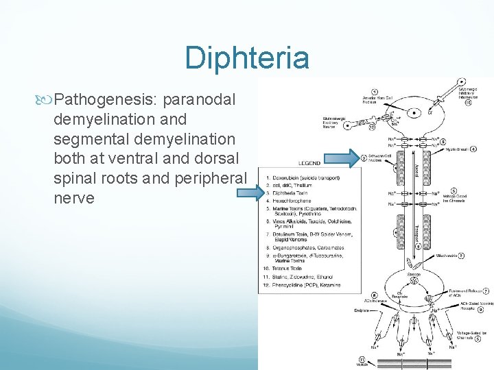 Diphteria Pathogenesis: paranodal demyelination and segmental demyelination both at ventral and dorsal spinal roots