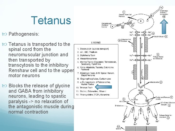 Tetanus Pathogenesis: Tetanus is transported to the spinal cord from the neuromuscular junction and