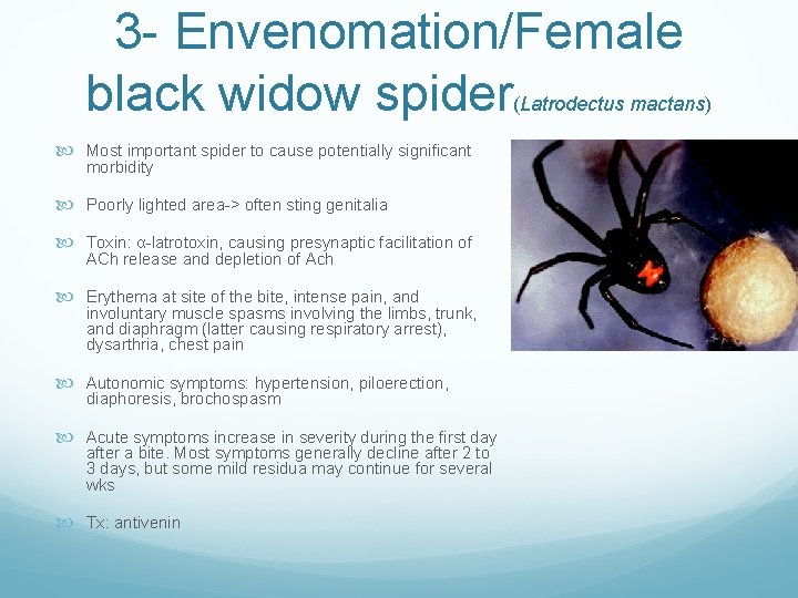 3 - Envenomation/Female black widow spider (Latrodectus mactans) Most important spider to cause potentially