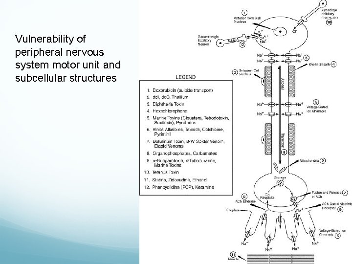 Vulnerability of peripheral nervous system motor unit and subcellular structures 