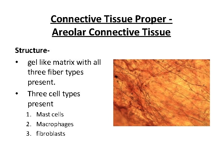 Connective Tissue Proper Areolar Connective Tissue Structure • gel like matrix with all three