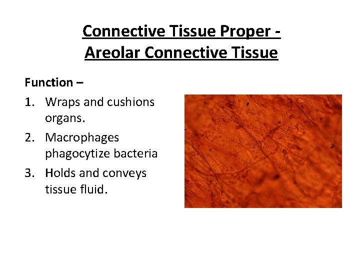 Connective Tissue Proper Areolar Connective Tissue Function – 1. Wraps and cushions organs. 2.