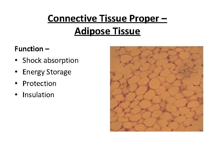 Connective Tissue Proper – Adipose Tissue Function – • Shock absorption • Energy Storage
