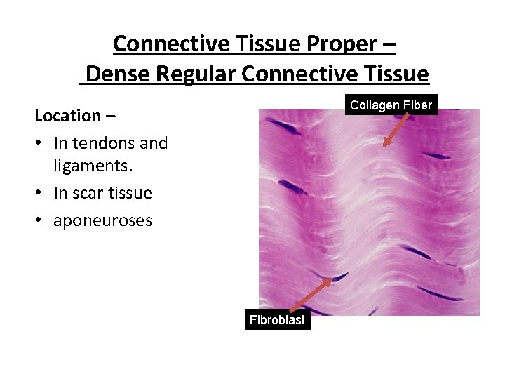 Connective Tissue Proper – Dense Regular Connective Tissue Collagen Fiber Location – • In