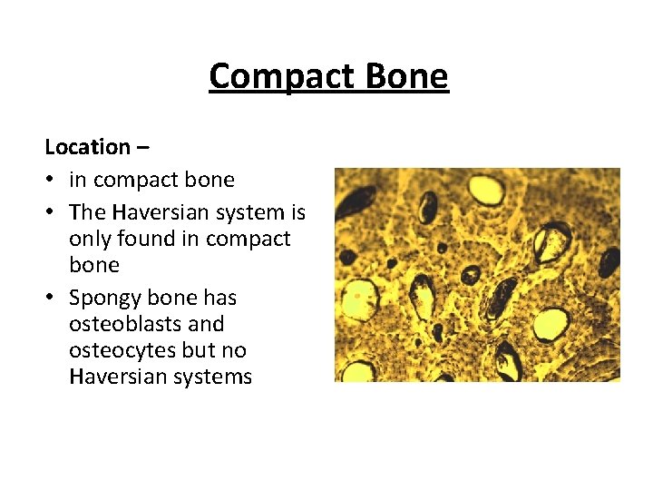 Compact Bone Location – • in compact bone • The Haversian system is only
