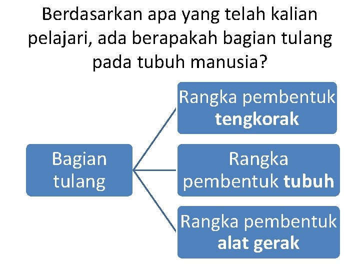 Berdasarkan apa yang telah kalian pelajari, ada berapakah bagian tulang pada tubuh manusia? Rangka