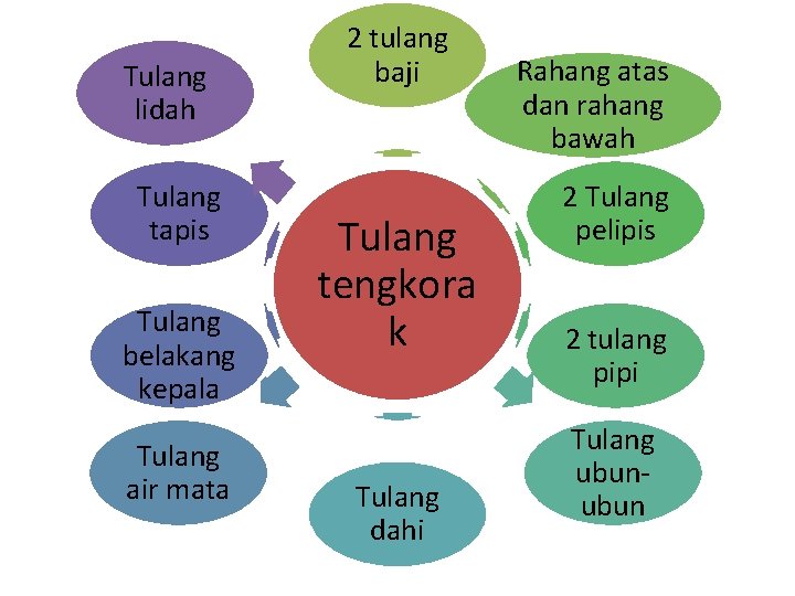 Tulang lidah Tulang tapis Tulang belakang kepala Tulang air mata 2 tulang baji Tulang