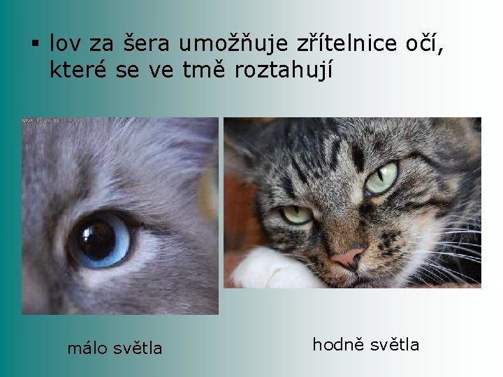 § lov za šera umožňuje zřítelnice očí, které se ve tmě roztahují málo světla