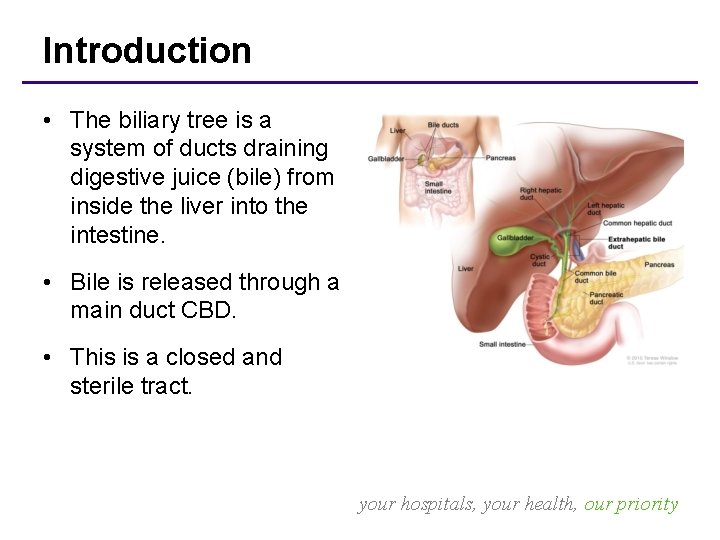 Introduction • The biliary tree is a system of ducts draining digestive juice (bile)