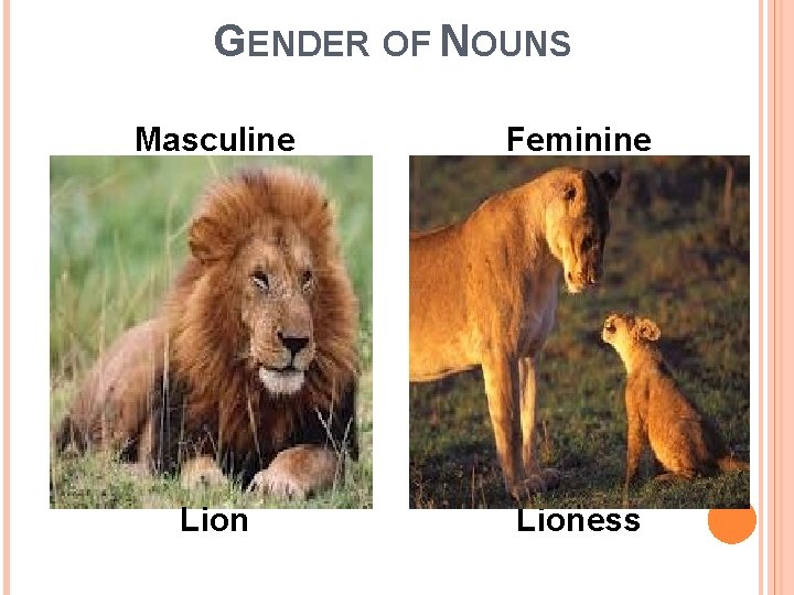 GENDER OF NOUNS Masculine Feminine Lioness 