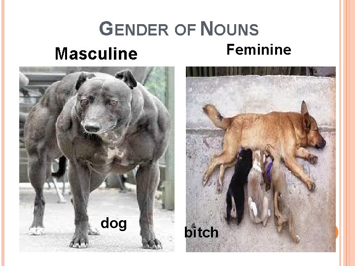 GENDER OF NOUNS Feminine Masculine dog bitch 