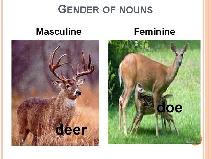 GENDER OF NOUNS Masculine Feminine doe deer 